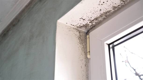 Best Mold Damage Restoration  in Osgood, IN