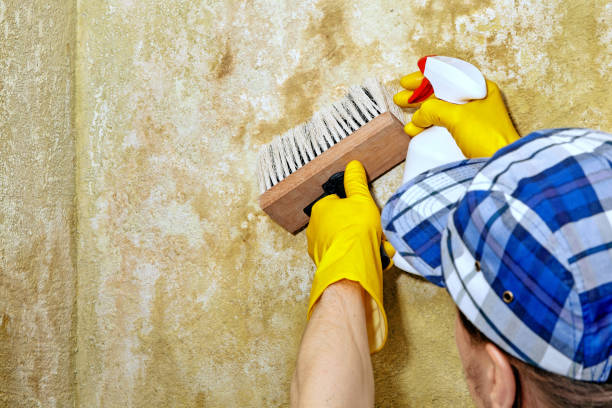 Reliable Osgood, IN Mold Removal Solutions