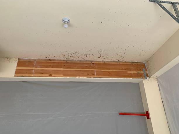 Best Mold-Related Health Consultation  in Osgood, IN