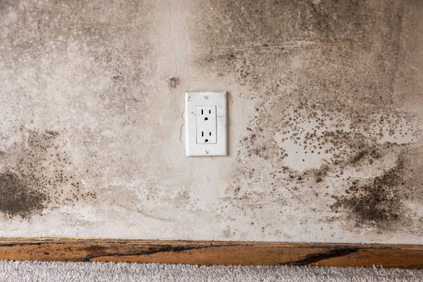 Best Attic Mold Removal  in Osgood, IN